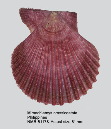 Mimachlamys crassicostata.jpg - Mimachlamys crassicostata(G.B.Sowerby,1842)